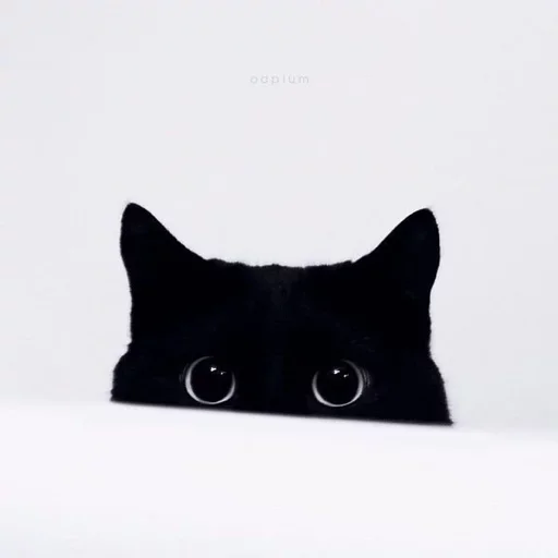 animal animal small to medium-sized cats felidae