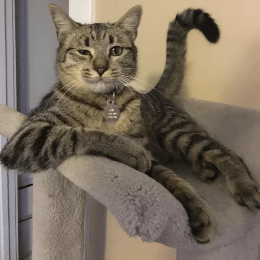 animal animal mammal cat
