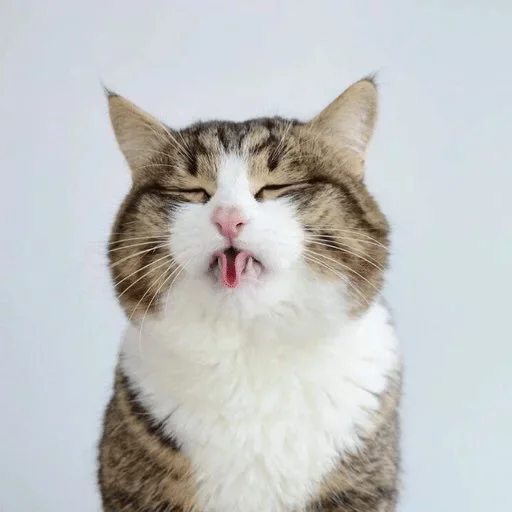 animal animal mammal cat