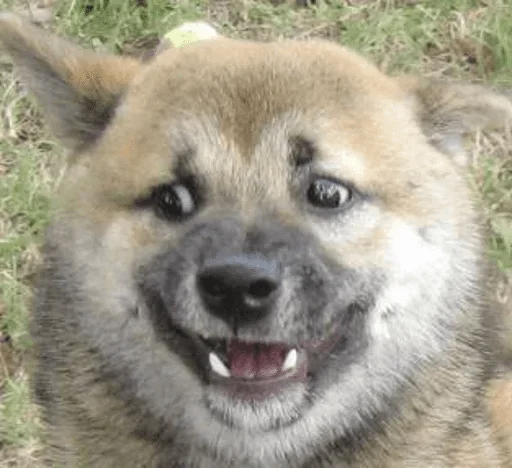 mammal mammal animal dog