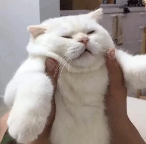mammal mammal animal cat