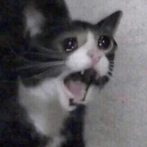 mammal mammal animal cat