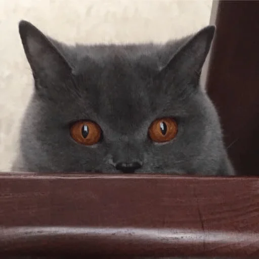 animal animal mammal small to medium-sized cats