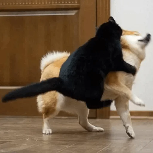 animal animal pet mammal
