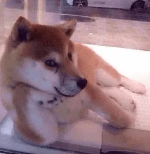 animal animal mammal pet