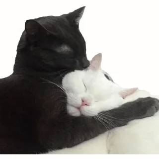 kitten~ — @stckrRobot kitten~ — @stckrRobot - животное