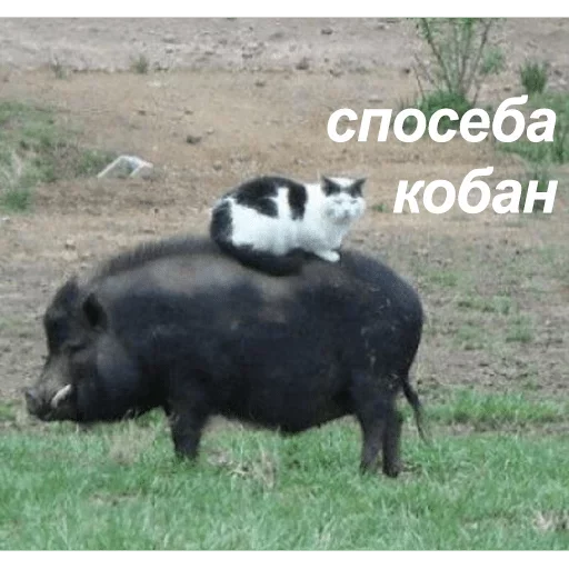 Твои стикеры — @stckrRobot Твои стикеры — @stckrRobot -