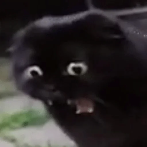 mammal animal black