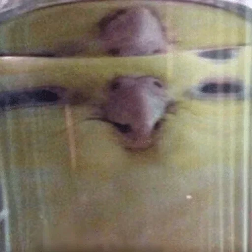 mammal mouse animal