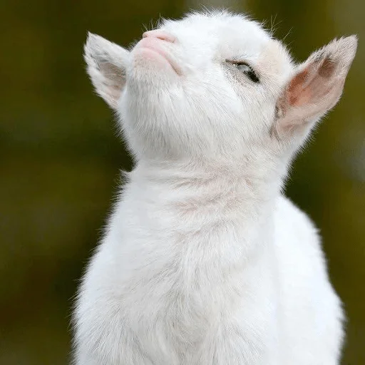 mammal mammal animal cat