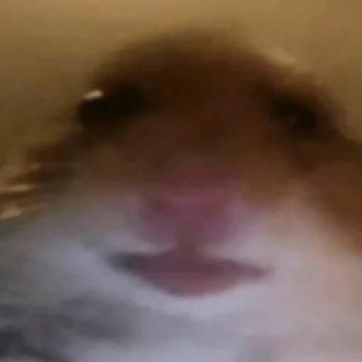 blurry blurry animal mammal