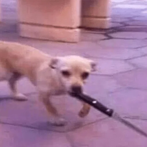dog dog animal ground