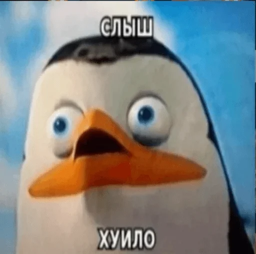 aquatic bird aquatic bird animal bird