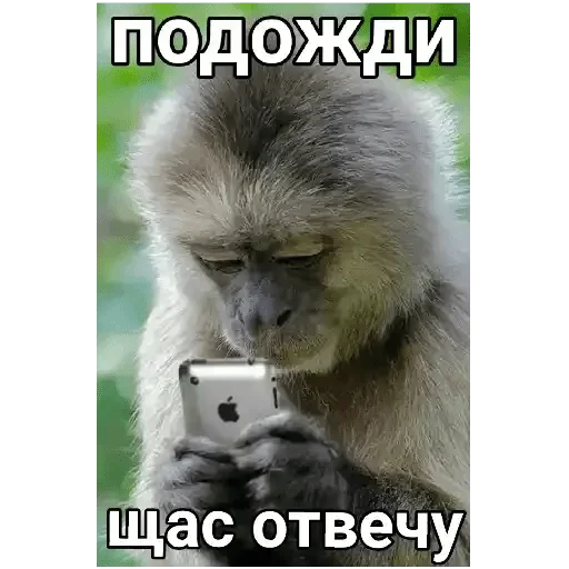 animal animal primate mammal