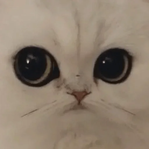 animal cat mammal