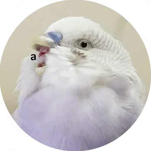 animal bird beak