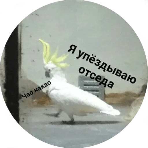 bird parrot animal