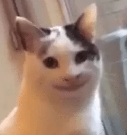 animal animal cat mammal