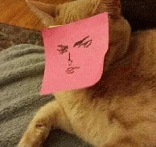 cat cat animal small to medium-sized cats