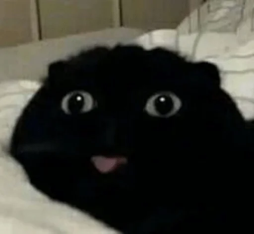 cat cat animal black