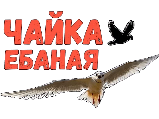 animal text bird