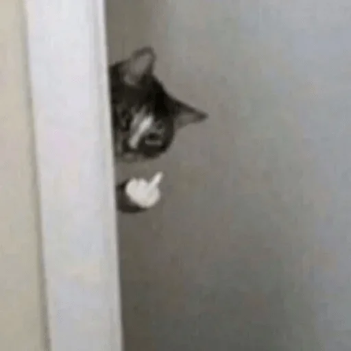 cat cat small to medium-sized cats animal