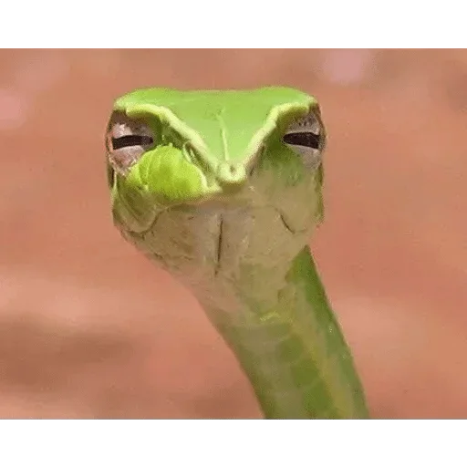 animal animal green frog