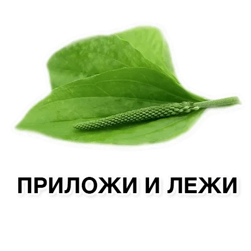 text text leaf
