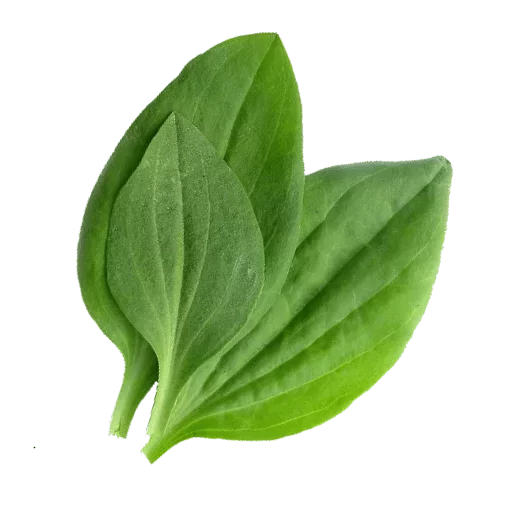 plant green leaf