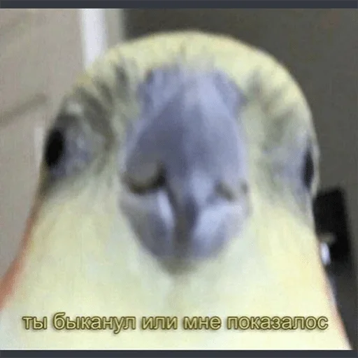 animal animal bird parrot