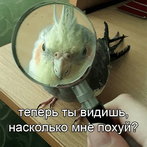 комнатный комнатный животное попугай