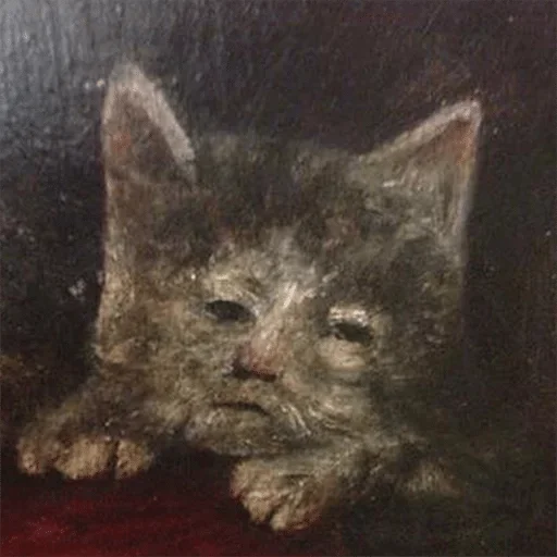 animal animal small to medium-sized cats mammal