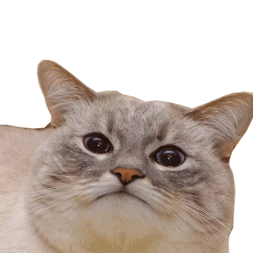 animal animal mammal cat