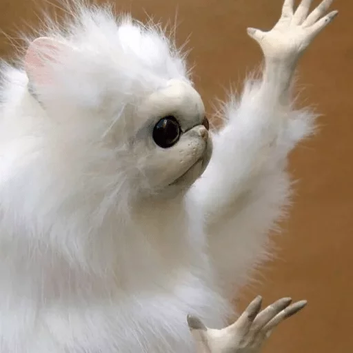 animal animal white mammal