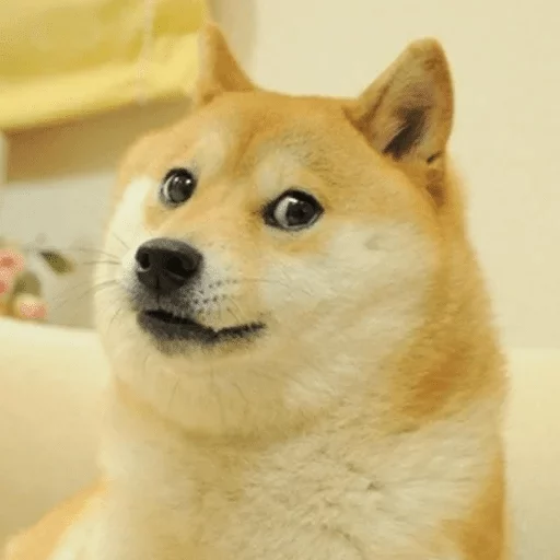 mammal mammal animal pet