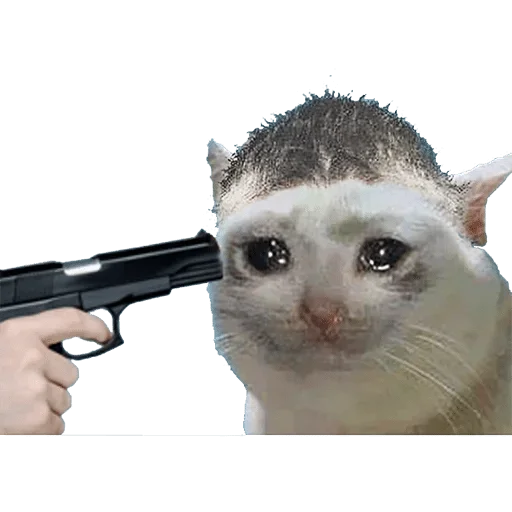 cat cat weapon small to medium-sized cats
