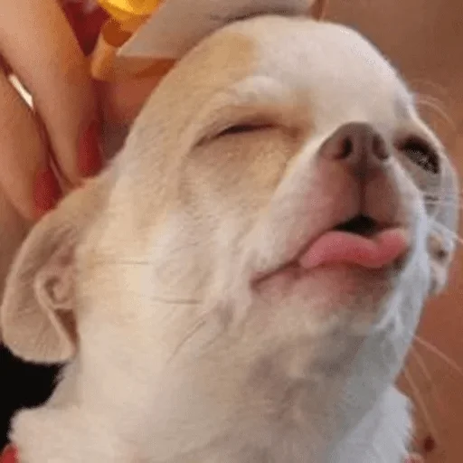 pet pet mammal dog breed