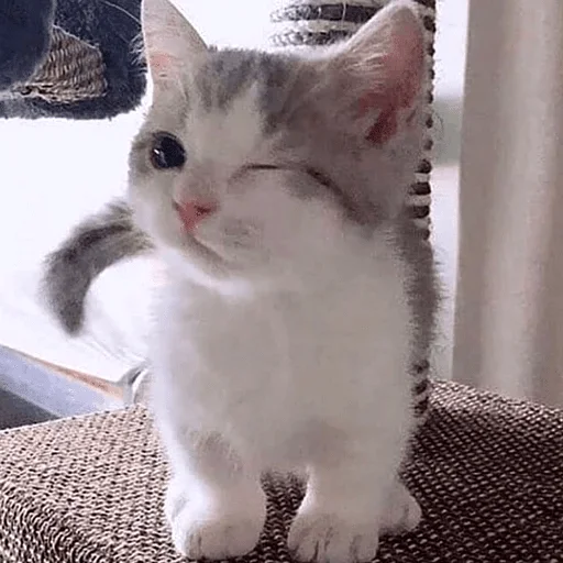 млекопитающее млекопитающее кошка животное