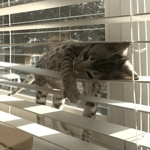 cats cats cats — @stckrRobot cats cats cats — @stckrRobot -