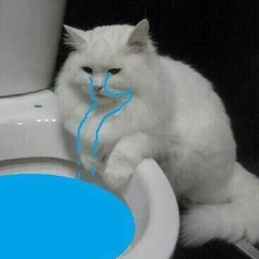 кошка кошка животное ванная
