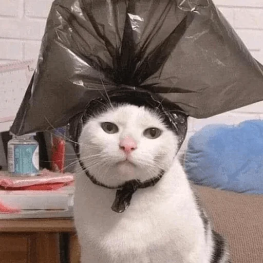 кошка кошка животное кошки малого и среднего размера