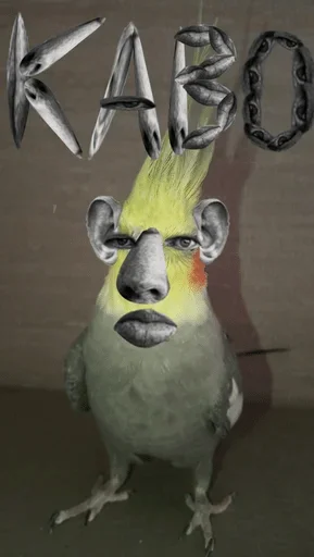 bird bird animal parrot