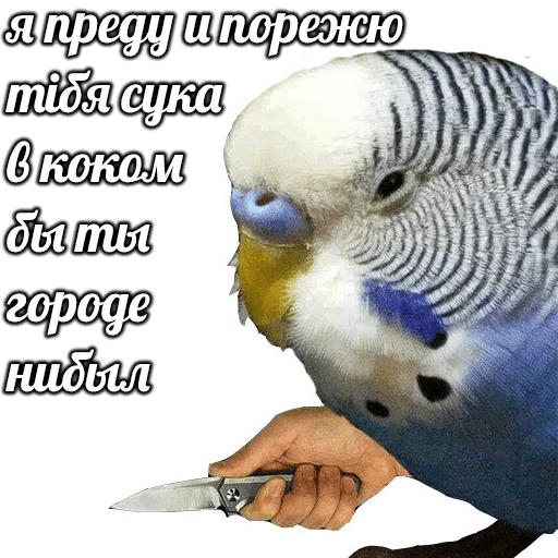 animal animal bird parrot