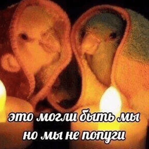 text text candle animal