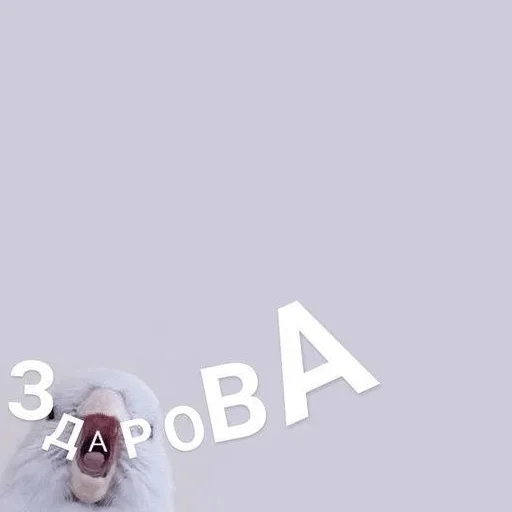 mammal mammal