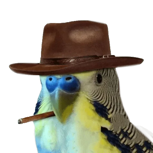 bird bird sun hat cowboy hat