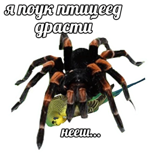 invertebrate invertebrate text animal
