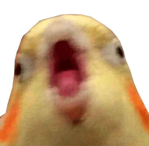 animal animal bird