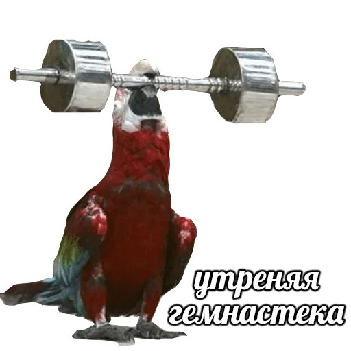 sport sport barbell dumbbell