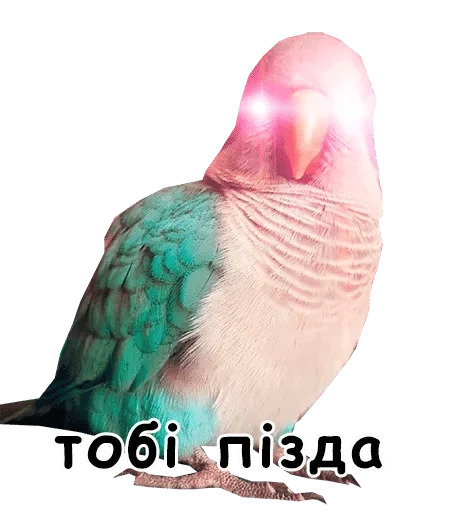animal animal bird feather